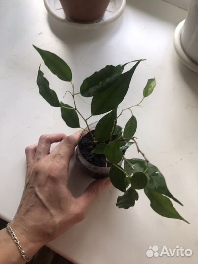 Фикус Бенджамина