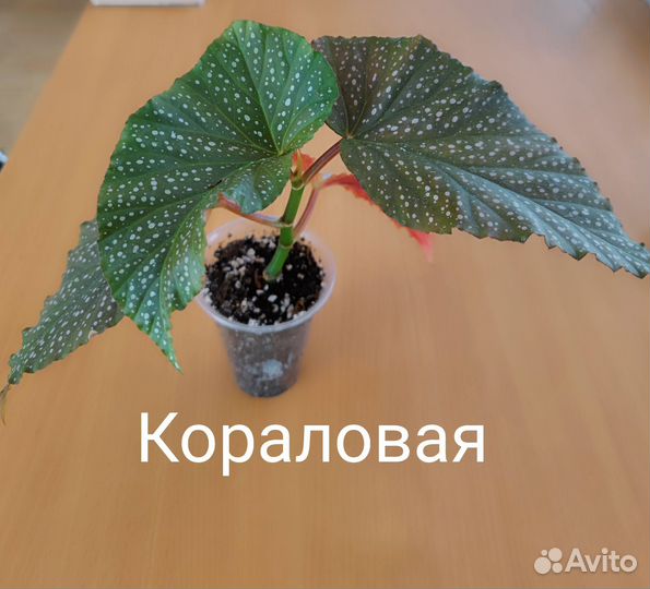 Кейн-бегонии, часть 1