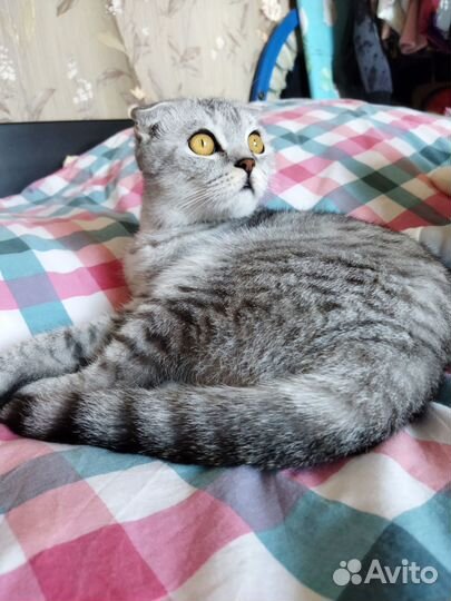 Шотландская вислоухая кошка бесплатно
