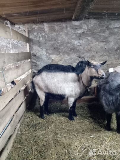 Коза дойная, козел