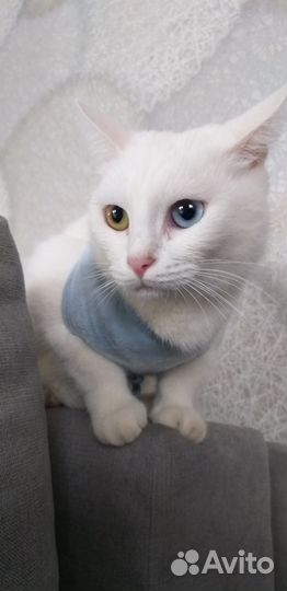 Котосемейство в добрые руки