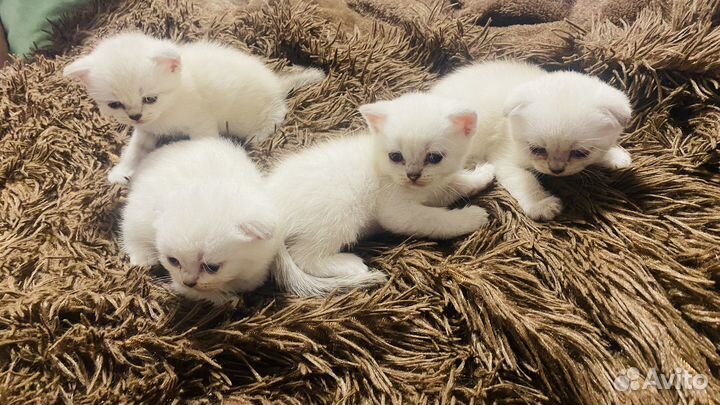 Шотландские котята