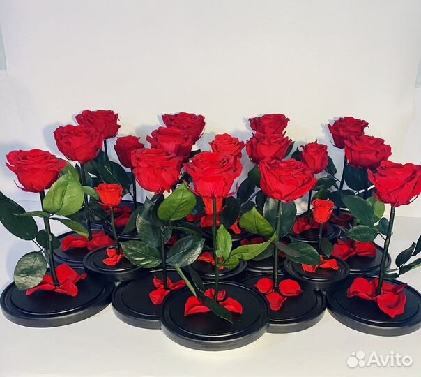 Живая роза в колбе (также оптом)