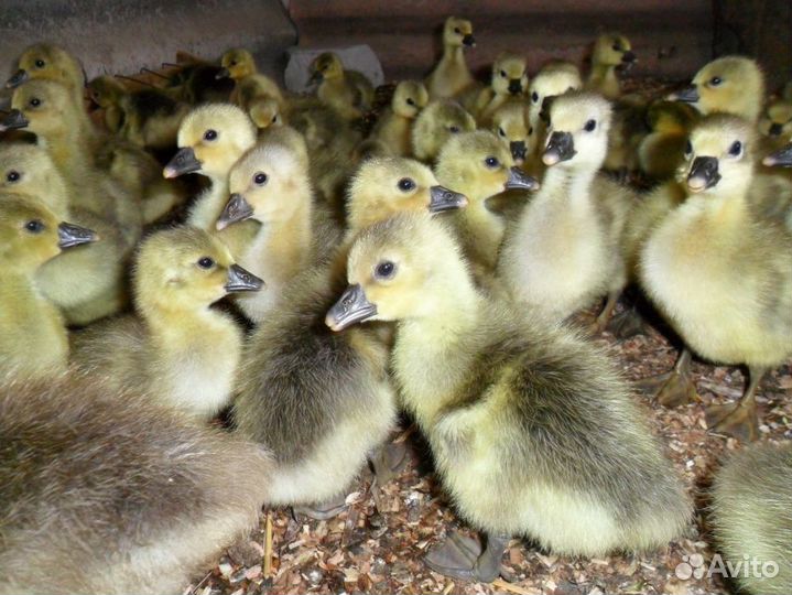 Цыплята, Гусята, Утята, Муларды, Мускусные утки
