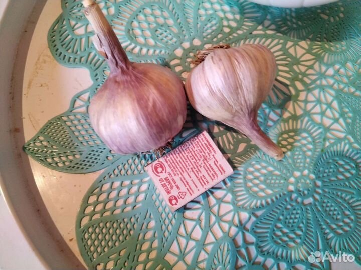 Семена чеснока озимый