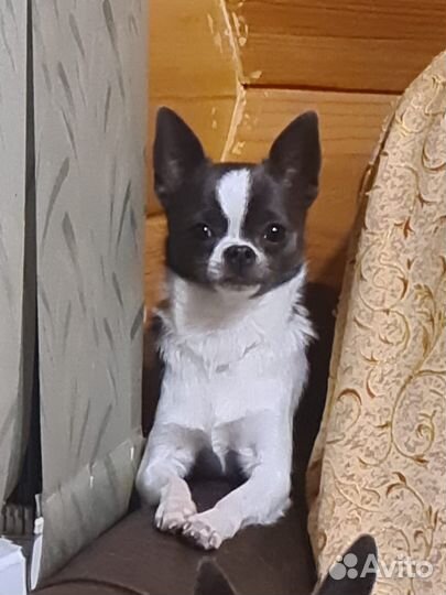 Дрессированные сабачки, мальчишки чишки