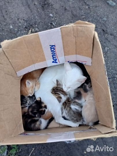 Милые котята