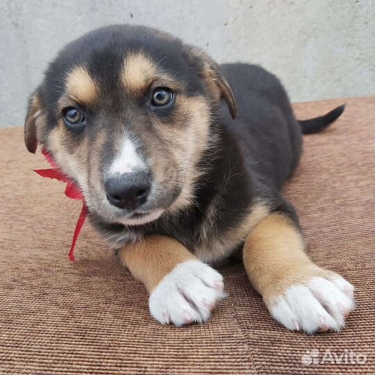 Щенок бесплатно