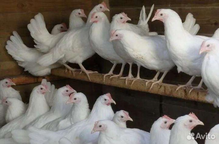 Куры несушки молодые