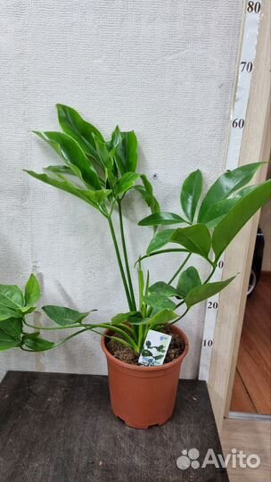 Филодендрон Грин Вандер 19/60