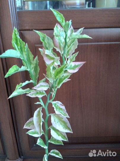 Педилантус