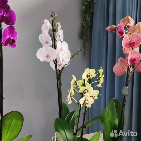 Орхидея фаленопсис