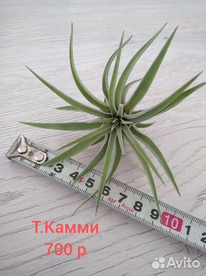 Тилландсия атмосферная часть 1