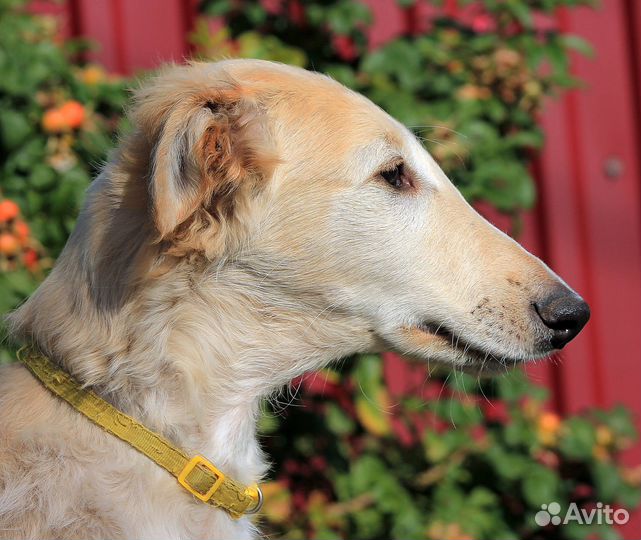 Борзой мальчик