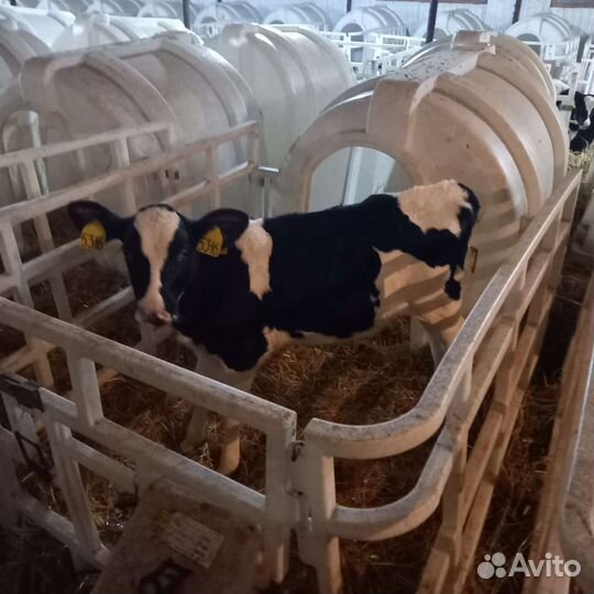 Бычки холмогоры