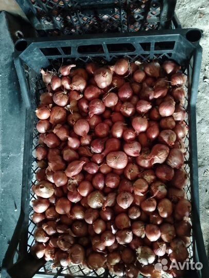 Лук семейный на зелень