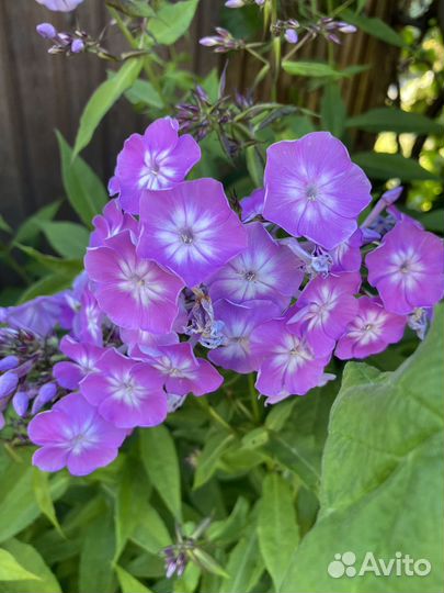 Флоксы многолетние