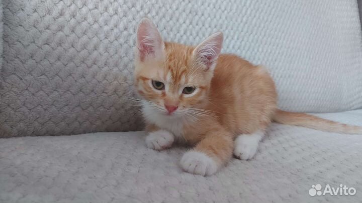 Котенок в добрые руки