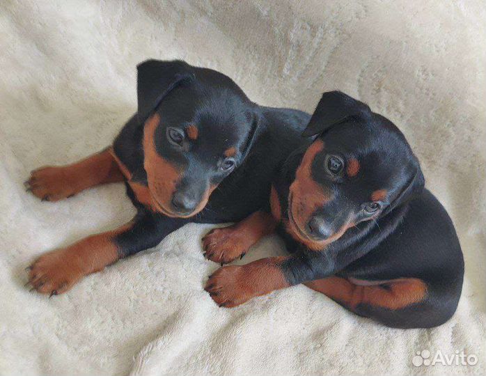Щенок цвергпинчера, карликовый доберман,минпин