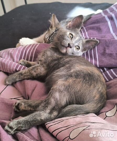 Котенок девочка в добрые руки