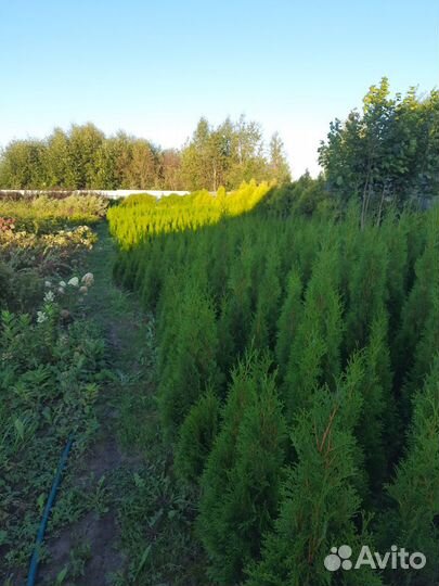 Туя Смарагд