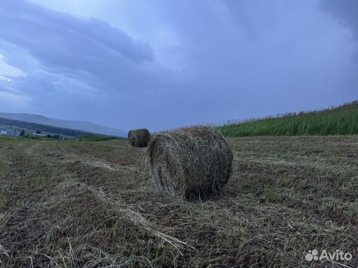 Сено урожай 2024
