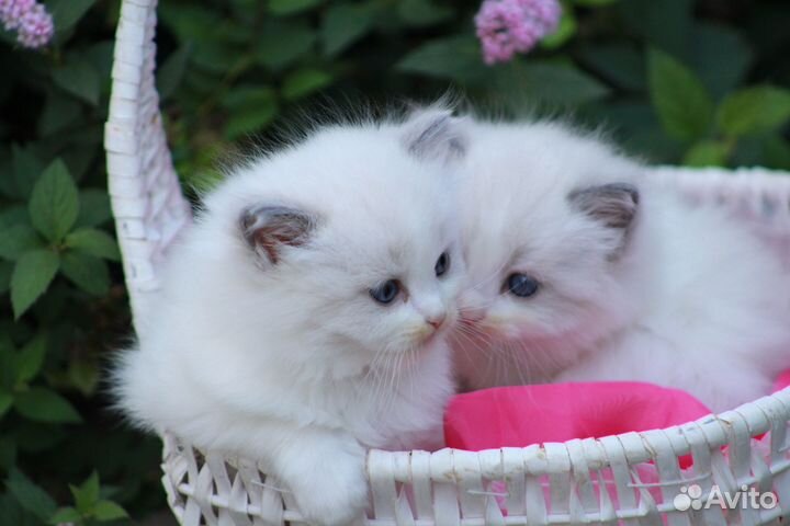 Котята рэгдолл (второе потомство) чистокровные