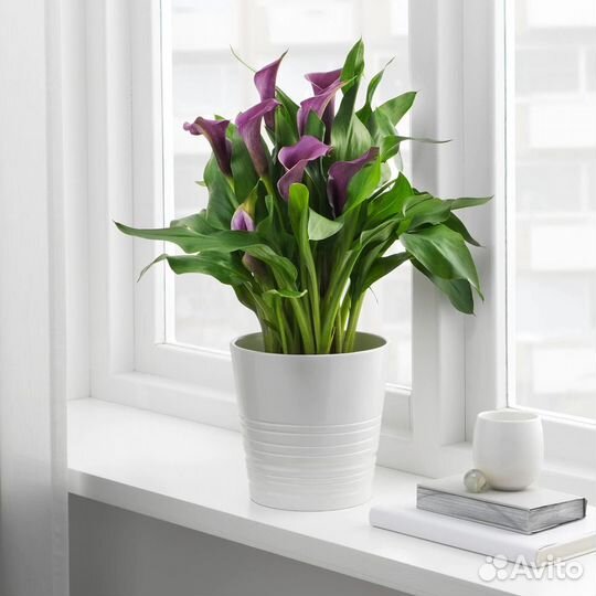 Кашпо икеа Мускот