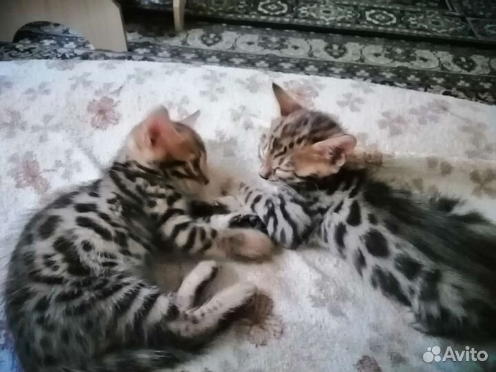 Бенгальская