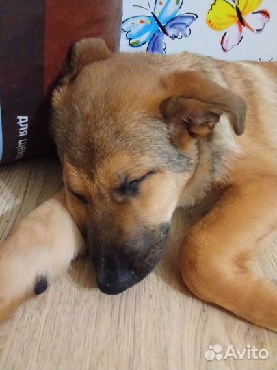 Щенок девочка