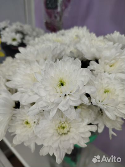 Хризантема