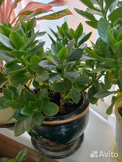 Каланхоэ декоративное оранжевые цветы