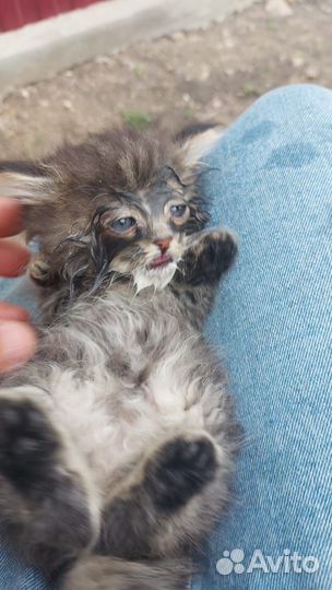 Отдам в добрые руки