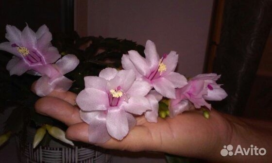 Продажа комнатных цветов