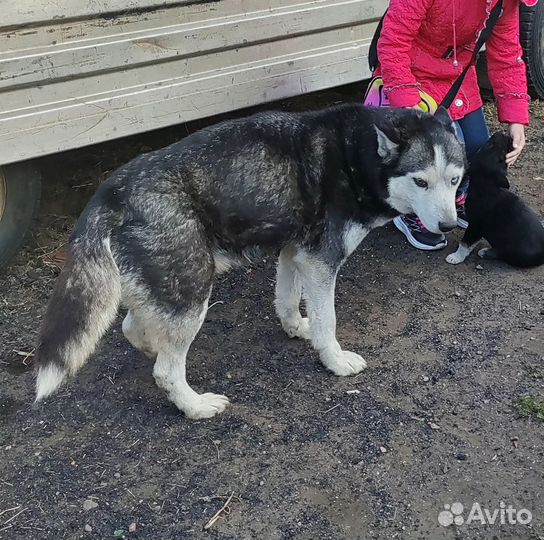 Подарю щенят от хаски