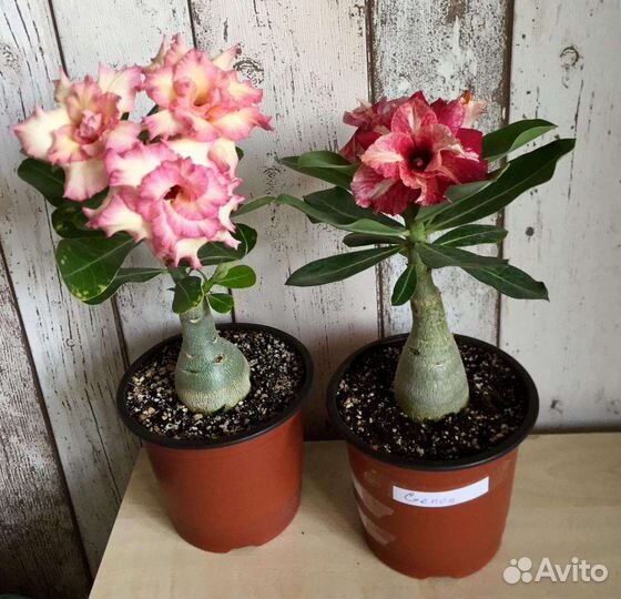 Роза Пустыни. Адениум