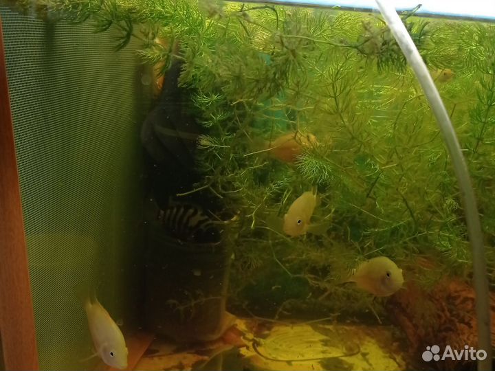 Аквариумные рыбки