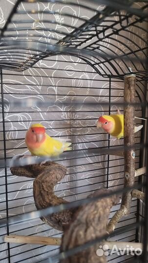 Попугаи неразлучники с клеткой