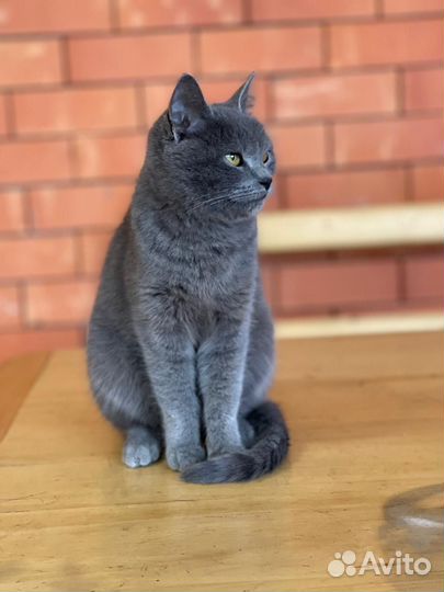 Британская