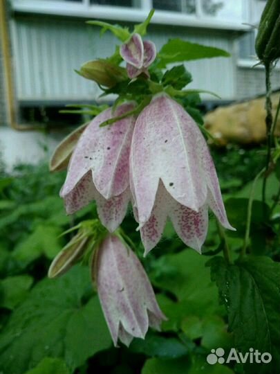 Колокольчики