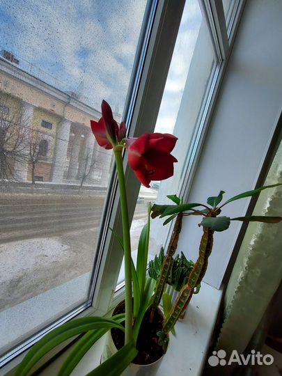 Гиппеаструм сортовой