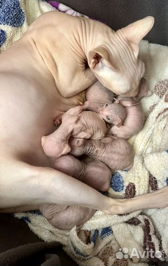 Донской сфинкс