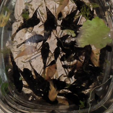 Анциструс много