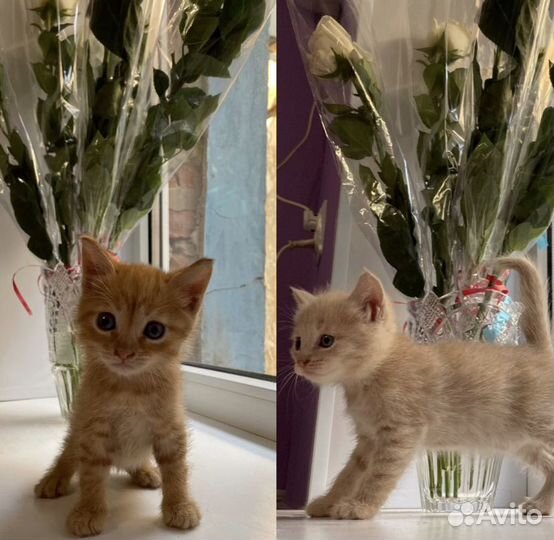 Котята в добрые руки бесплатно