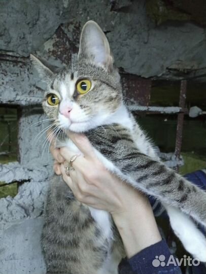 Котенок