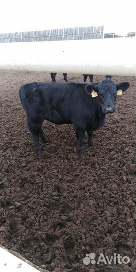 Тёлки, бычки, коровы абердин-ангусской породы