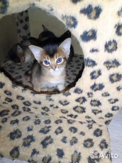 Абиссинская