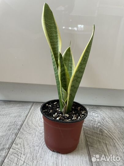 Сансивиерия лауренти