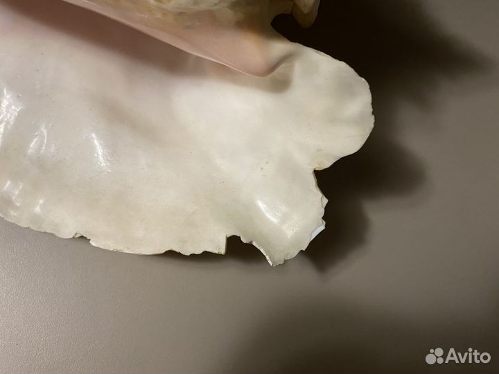 Ракушка морская