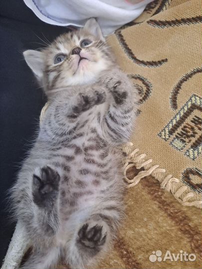 Шотландский котёнок